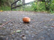 みんなのとこにもそろそろ来るんじゃない？旬のもの。