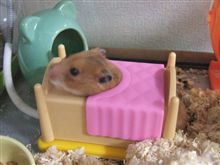 新しいおうち♪