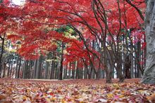 カメラが好きだからって・・・・・・・