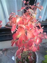 紅葉
