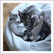 にゃんにゃんヾ( o=^・ェ ...