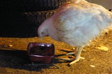 ガススタで放し飼い？