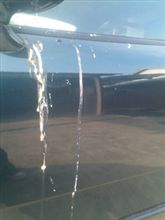 鳥の糞(ﾟ-ﾟ)