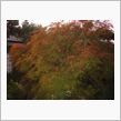今年の紅葉、遅いですね！