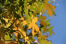 紅葉