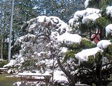 雪化粧。