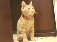 小さなお客様