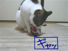 喜んでる！