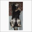 仰向けで寝る犬