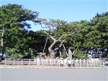 三保の松原に