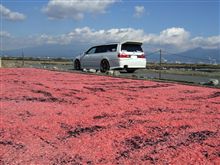 赤いじゅうたん。。。