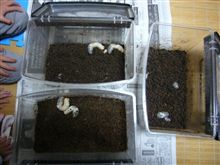 すごい食いっぷり!?