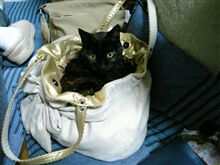 鍋猫の次は・・・。