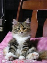 きちんとすわりましょー