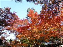 紅葉 紅葉