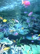サンシャイン国際水族館に行って来ました