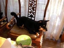 洗犬日和♪