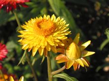 我が家の花　