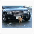 山形県高畠・猫の宮