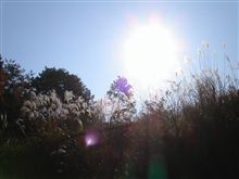 今日は秋晴れでしたね♪