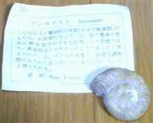 今日は家族（子供）サービスデーでアンモナイト？