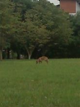 野犬
