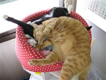 『ねこ鍋』には・・・（^ε^；）
