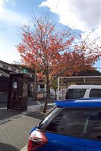 色づきかけて…