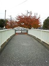 桜の紅葉を通りぬけ☆