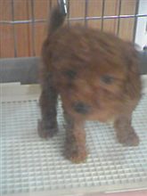 子犬