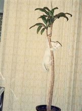 プレイバック　昔飼っていたニャンコ達