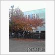 紅葉も今週までかな？