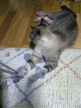 うちの猫のお気に入り