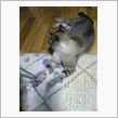 うちの猫のお気に入り