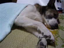 今日のわんこ（43）