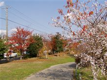 12/1紅葉&桜満開・・その① 12/1紅葉&桜満開・・その①