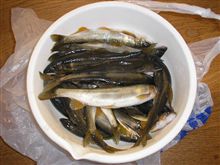 落ち鮎漁解禁