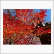 京都 嵐山 紅 葉