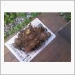 これがホントのイモ洗い。(o ...