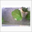 水換え