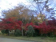 伊豆の紅葉