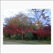 伊豆の紅葉