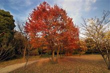 東京港野鳥公園