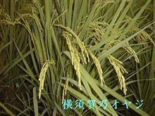 副作用？？