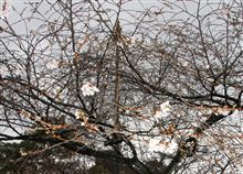 兼六園3