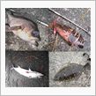 今日は４魚種！