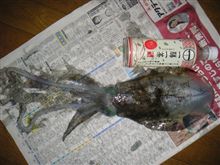 昨夜の釣果（イカ釣りおいやんを差し置いて）