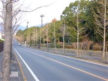 冬の並木道