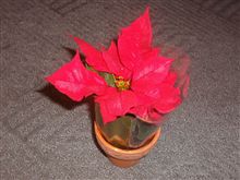 クリスマス気分～♪