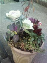 寄せ植えその２